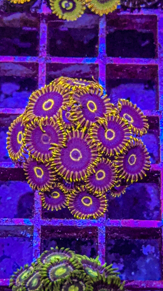 Purple Hornet Zoas (WYSIWYG)