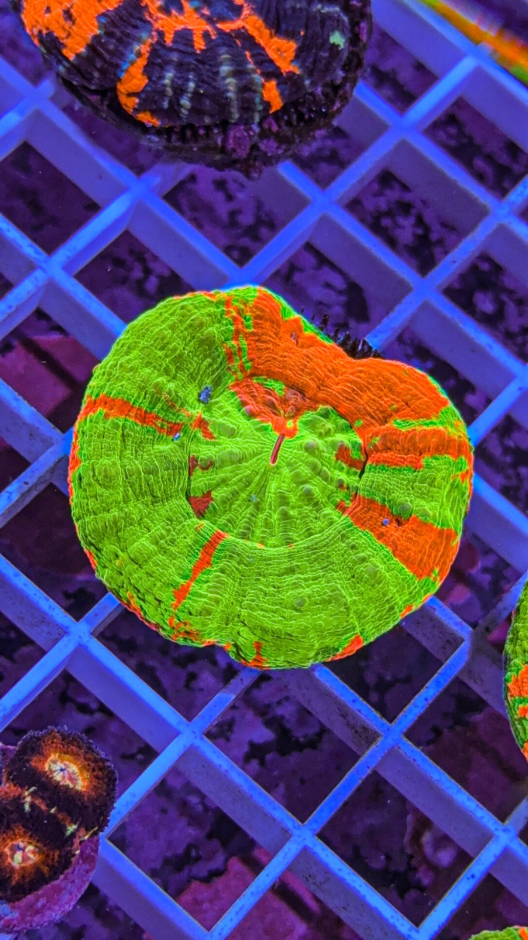 Bleeding Apple Scoly (WYSIWYG)