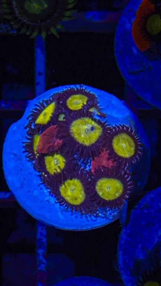 Combo Zoa/Mushroom Frag (WYSIWYG)