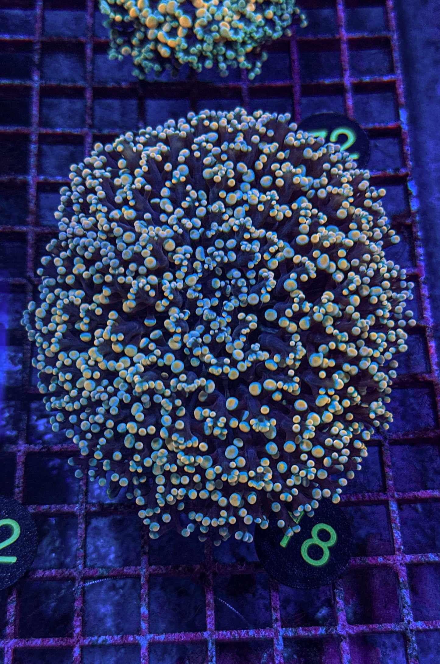 XL Rainbow Kingspawn (WYSIWYG)