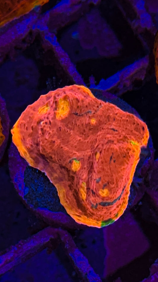SC Dynamite Chalice (WYSIWYG)