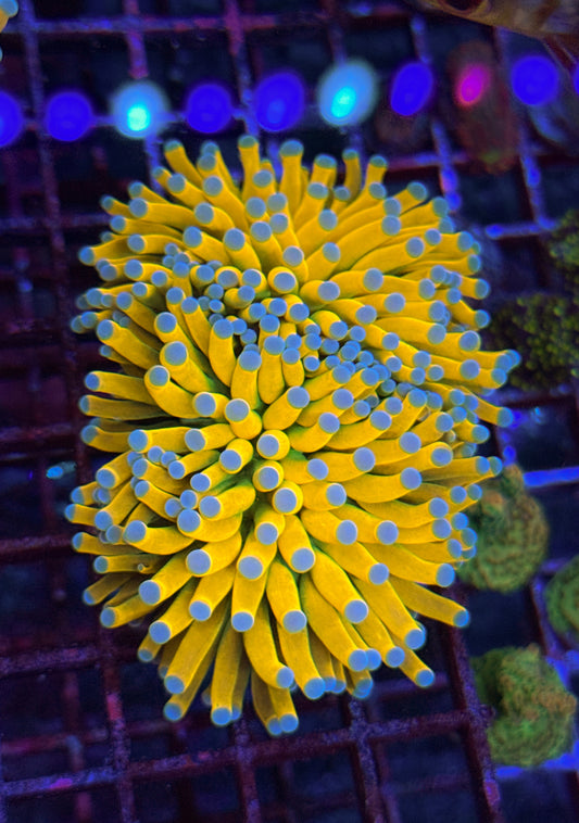 Malaysian Banana Grail Torch (WYSIWYG)