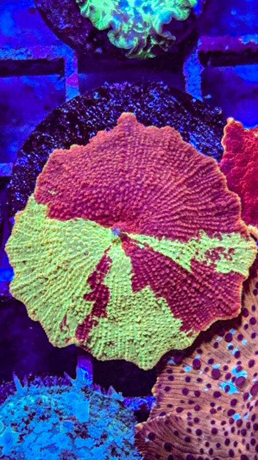 Eclectus JB Mushroom (WYSIWYG)