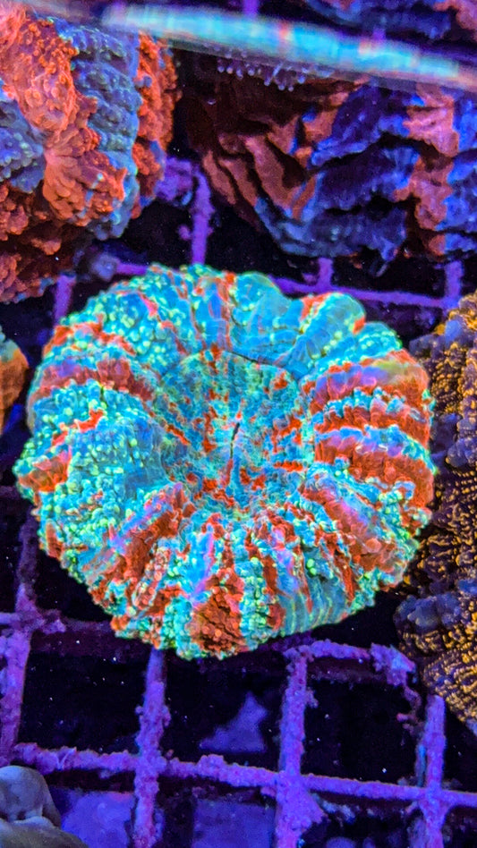Glitter Acanthophyllia (WYSIWYG)
