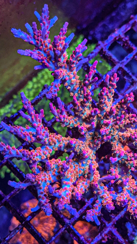 Vivids Confetti (WYSIWYG)