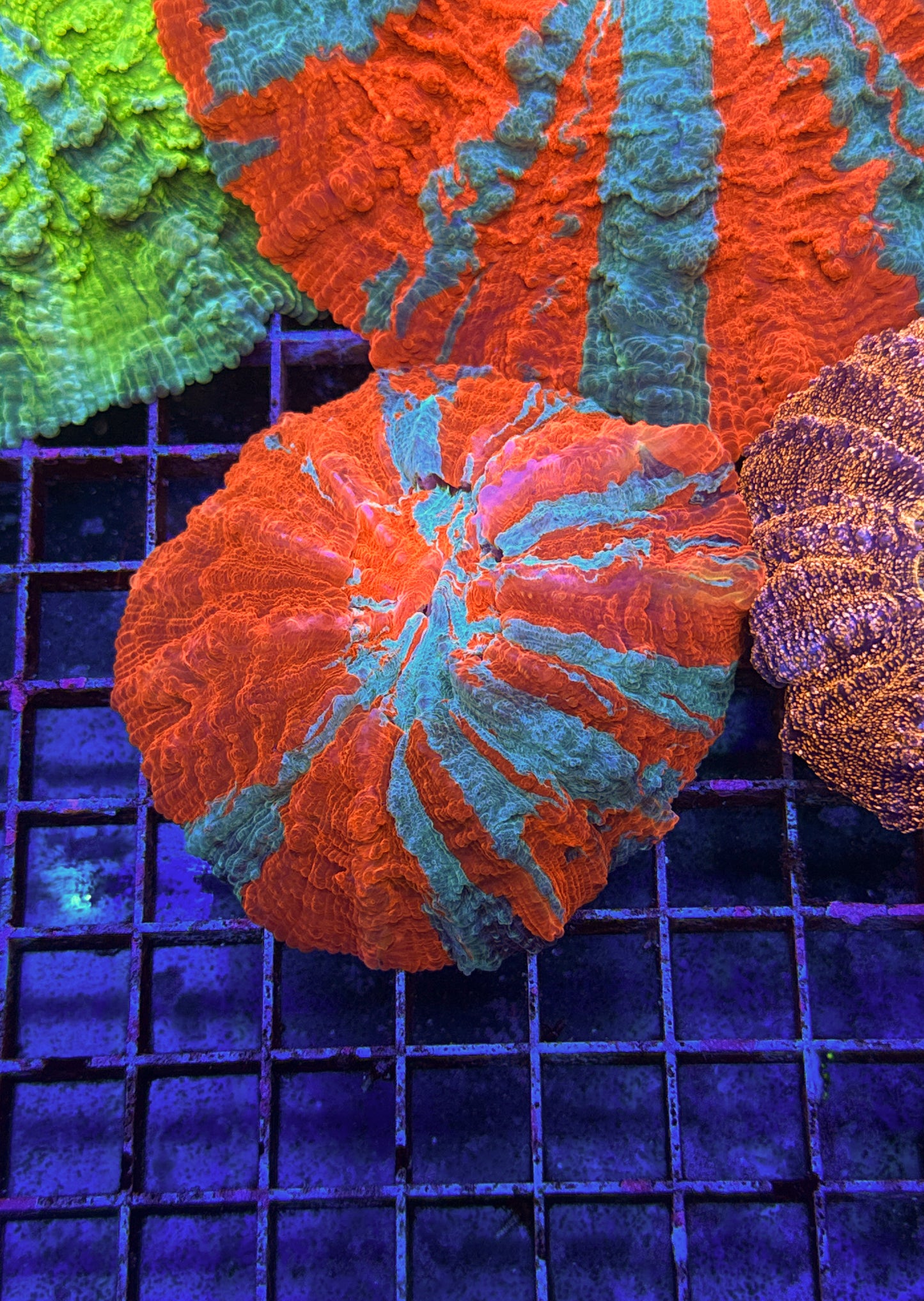 Acanthophyllia (WYSIWYG)