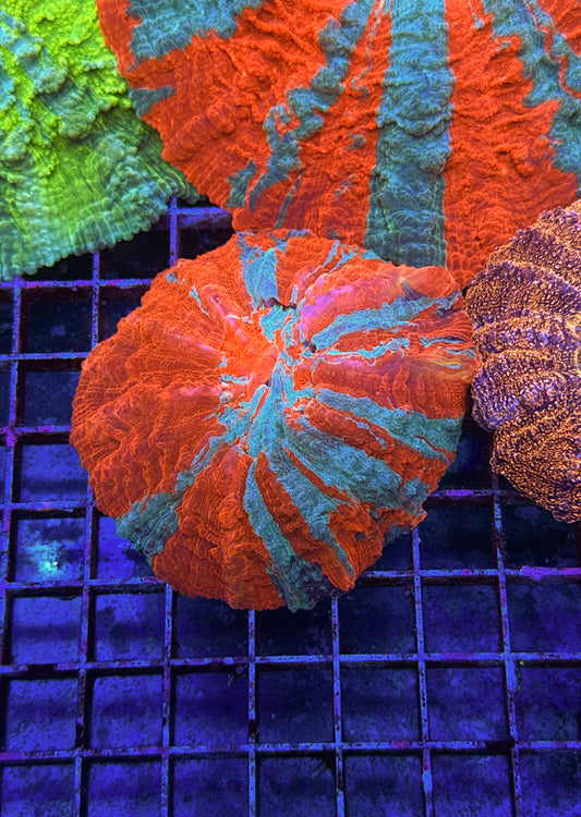 Acanthophyllia (WYSIWYG)