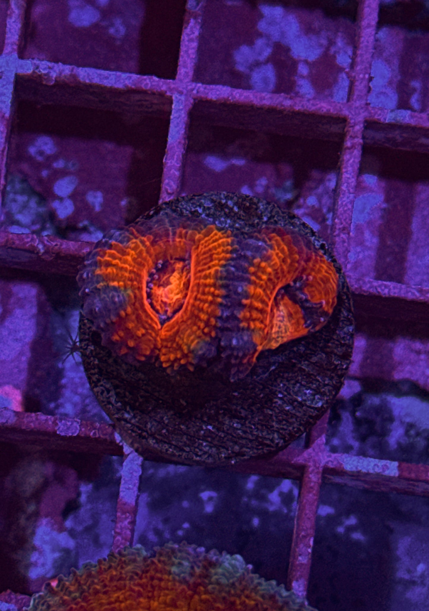 Rainbow Acan (WYSIWYG)