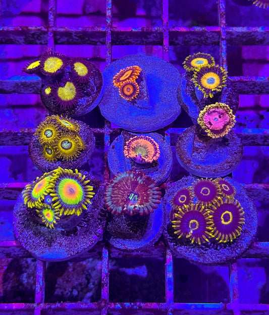 Zoa Pack (WYSIWYG)