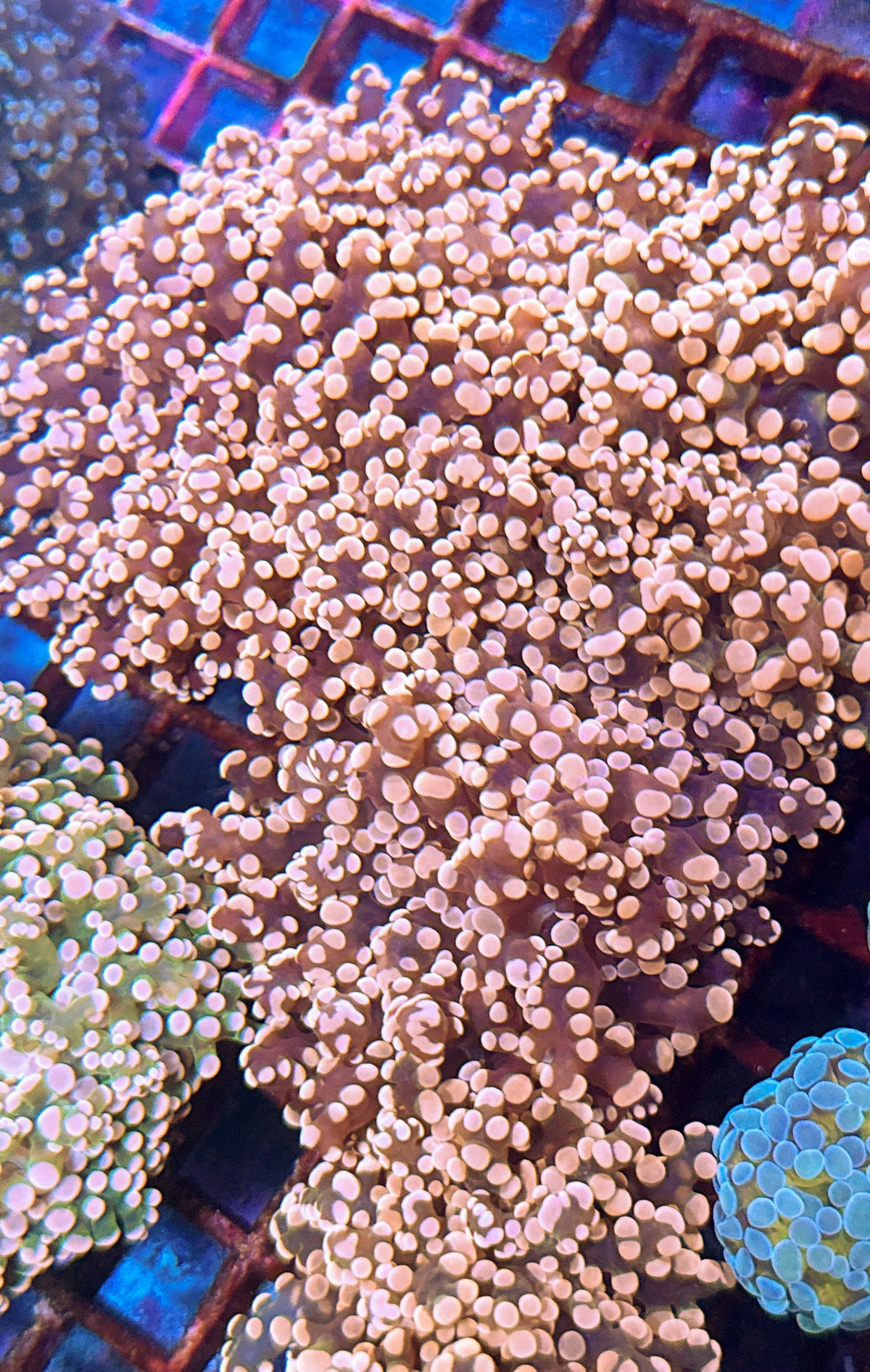 Pink Frogspawn (WYSIWYG)