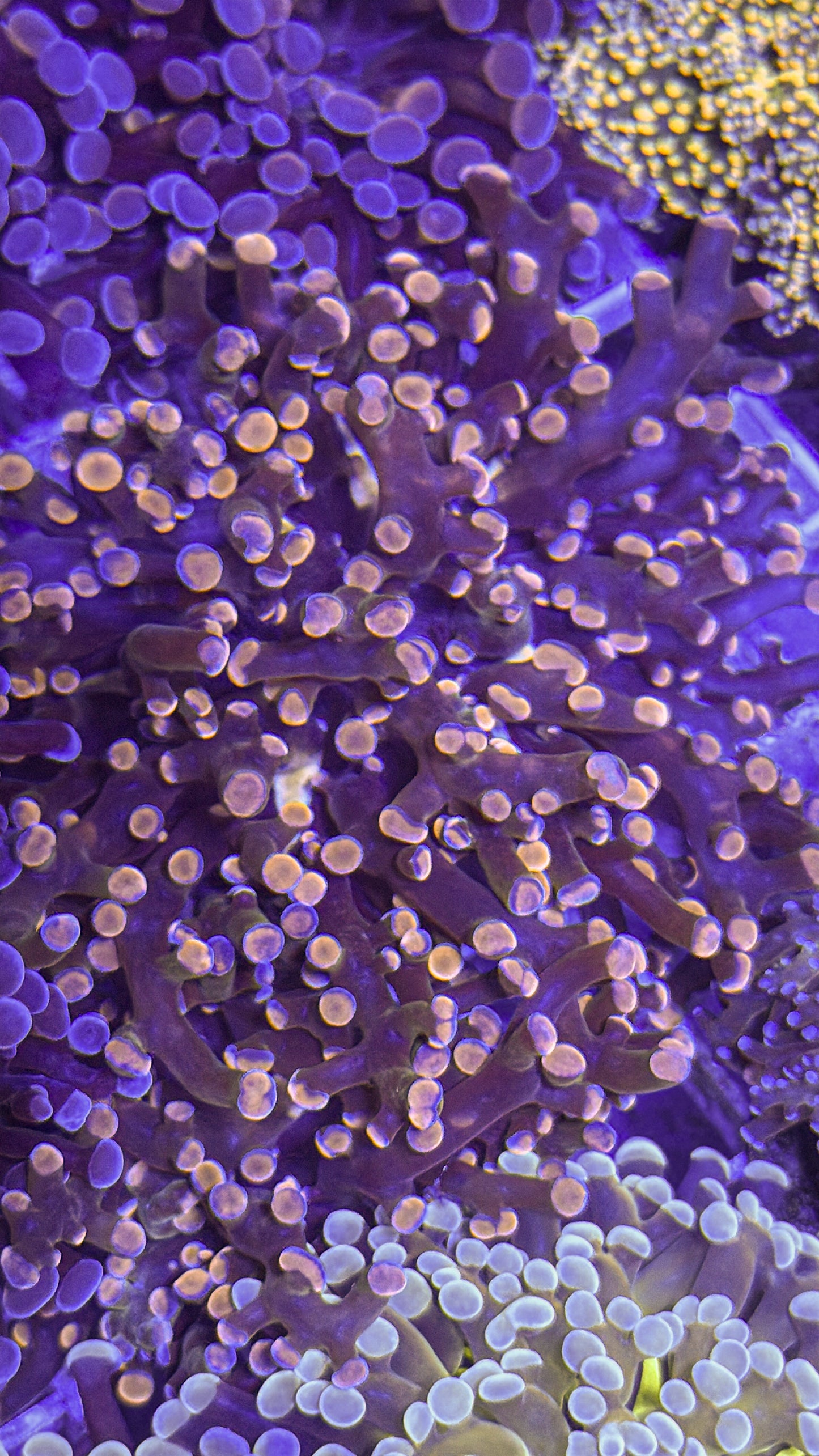 Pink Tip Frogspawn (WYSIWYG)