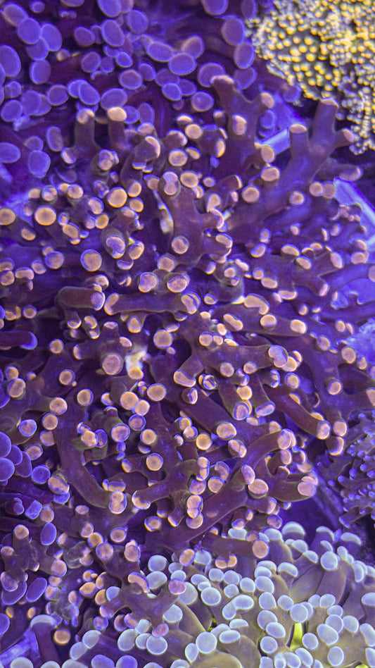 Pink Tip Frogspawn (WYSIWYG)