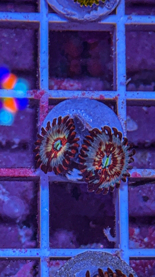 CB White Zombie Zoa (WYSIWYG)