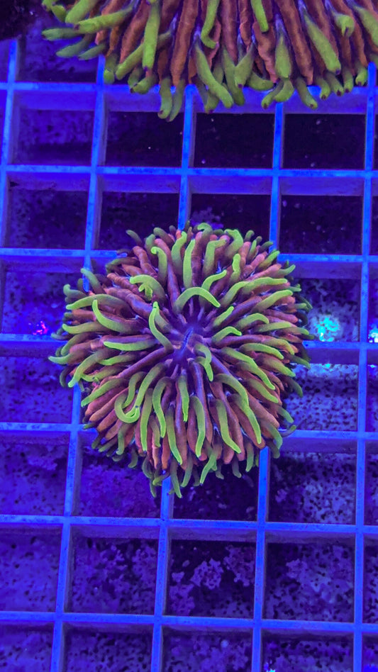 Crazy Fungia #4 (WYSIWYG)