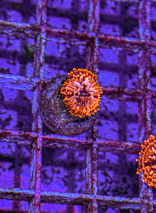 Utter Chaos Zoa (WYSIWYG)