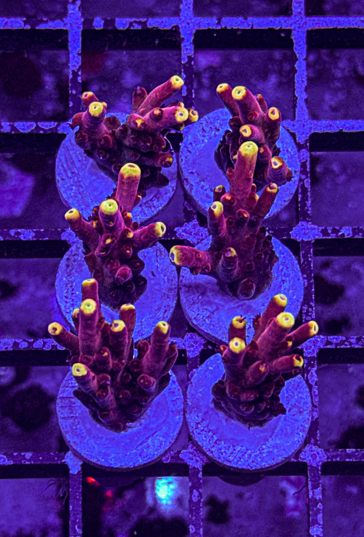 JF Fox Flame Acro “Multi Branch” (WYSIWYG)