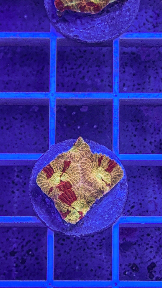 Iron Man Favia (WYSIWYG)