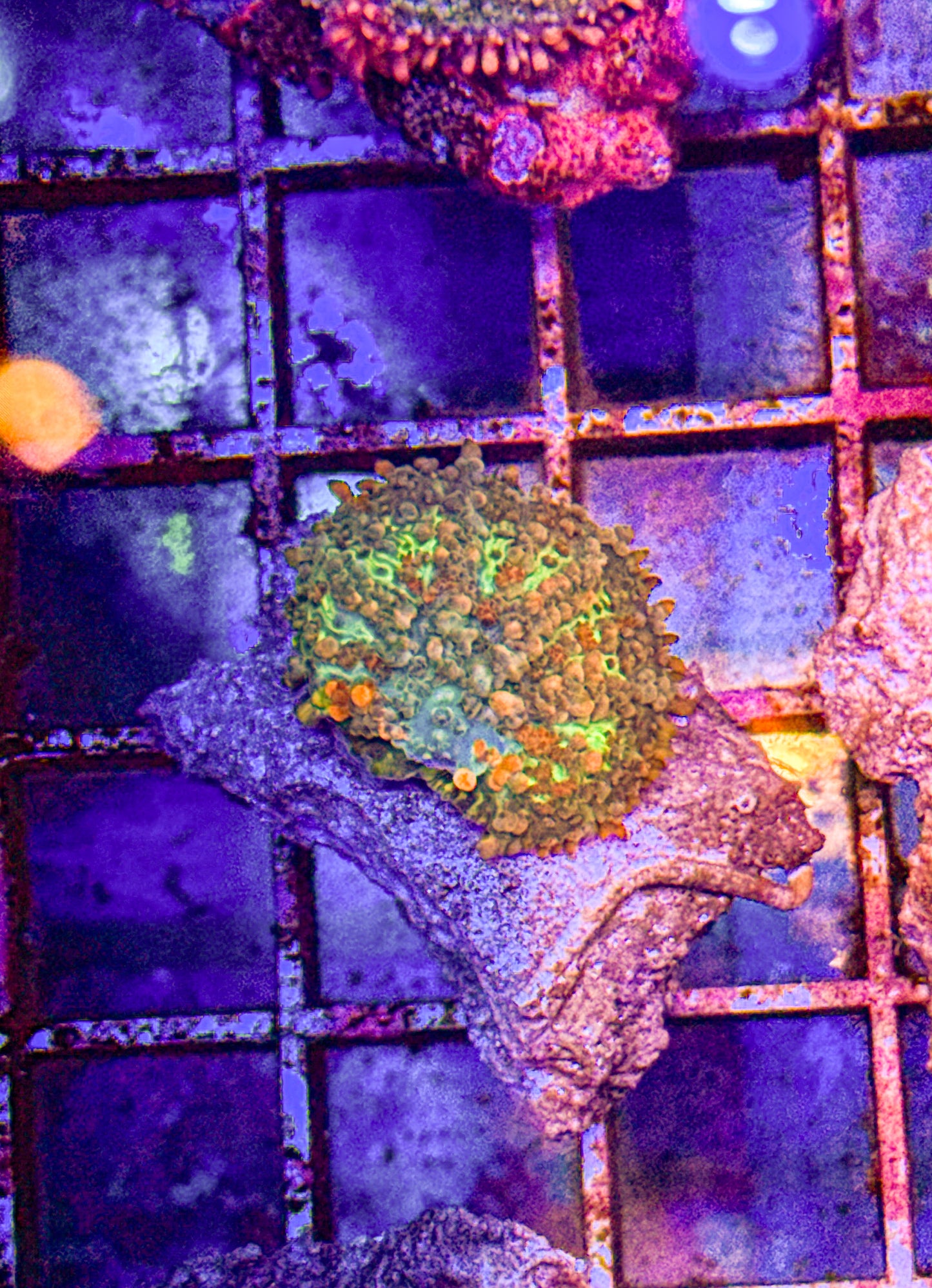 Sunkist Bounce Mushroom (WYSIWYG)