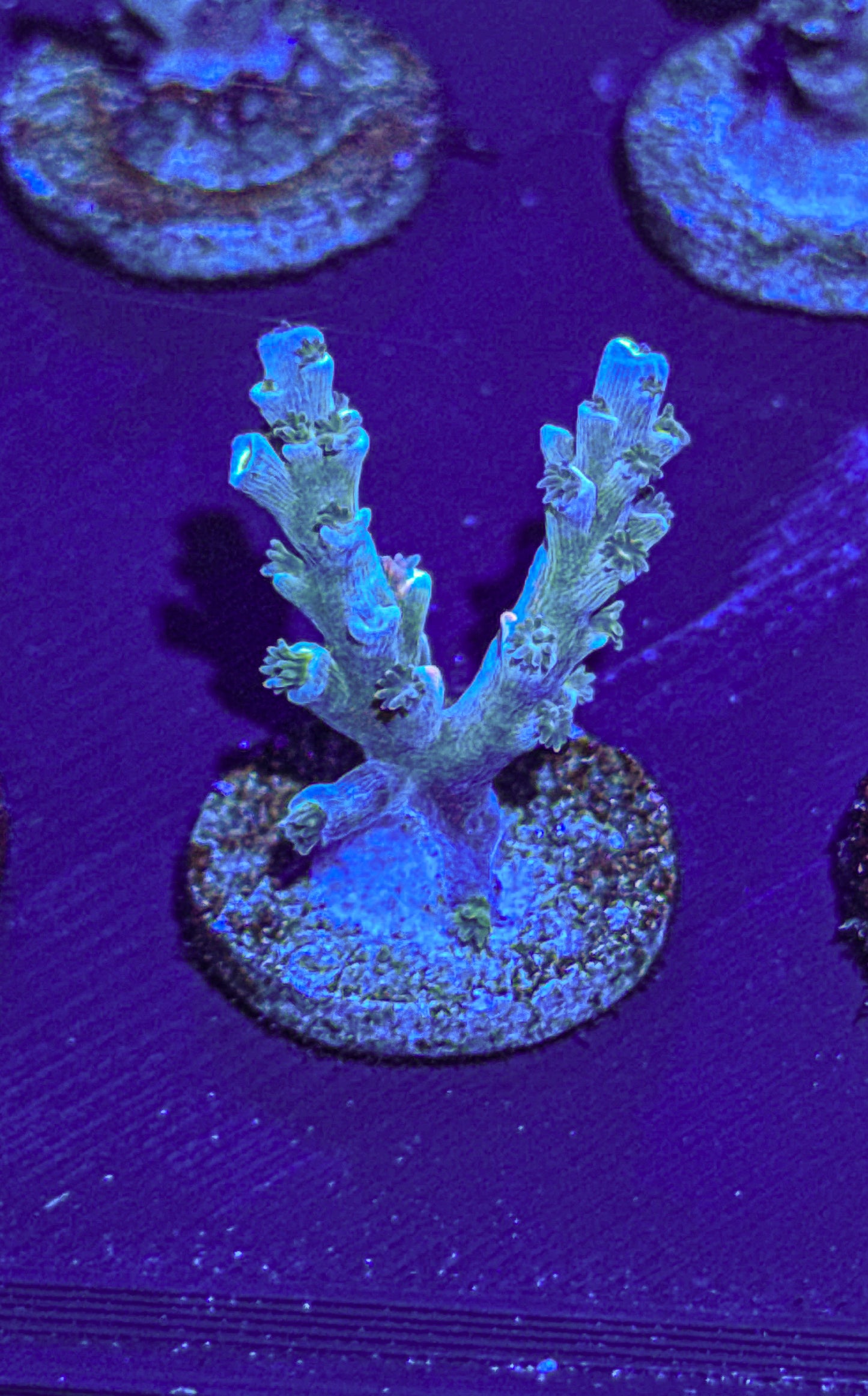 Vivids Insanity Acro (WYSIWYG)