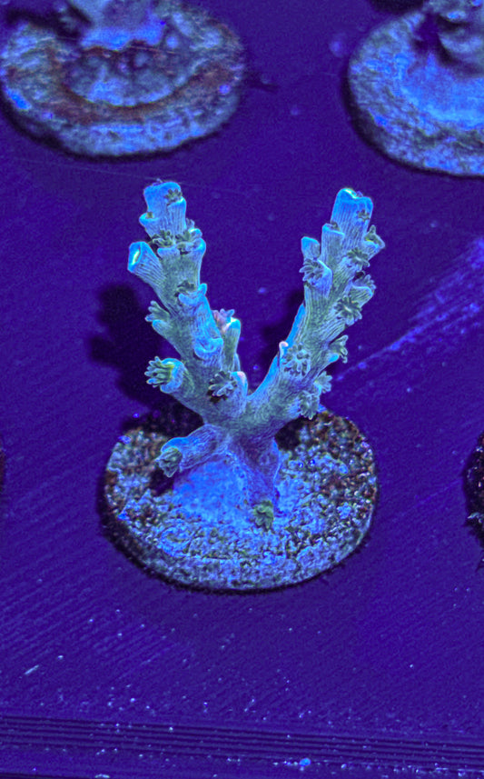 Vivids Insanity Acro (WYSIWYG)