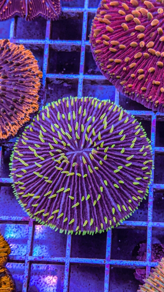 Acid Rain Fungia (WYSIWYG)