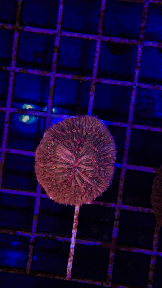 Small Indo Fungia (WYSIWYG)