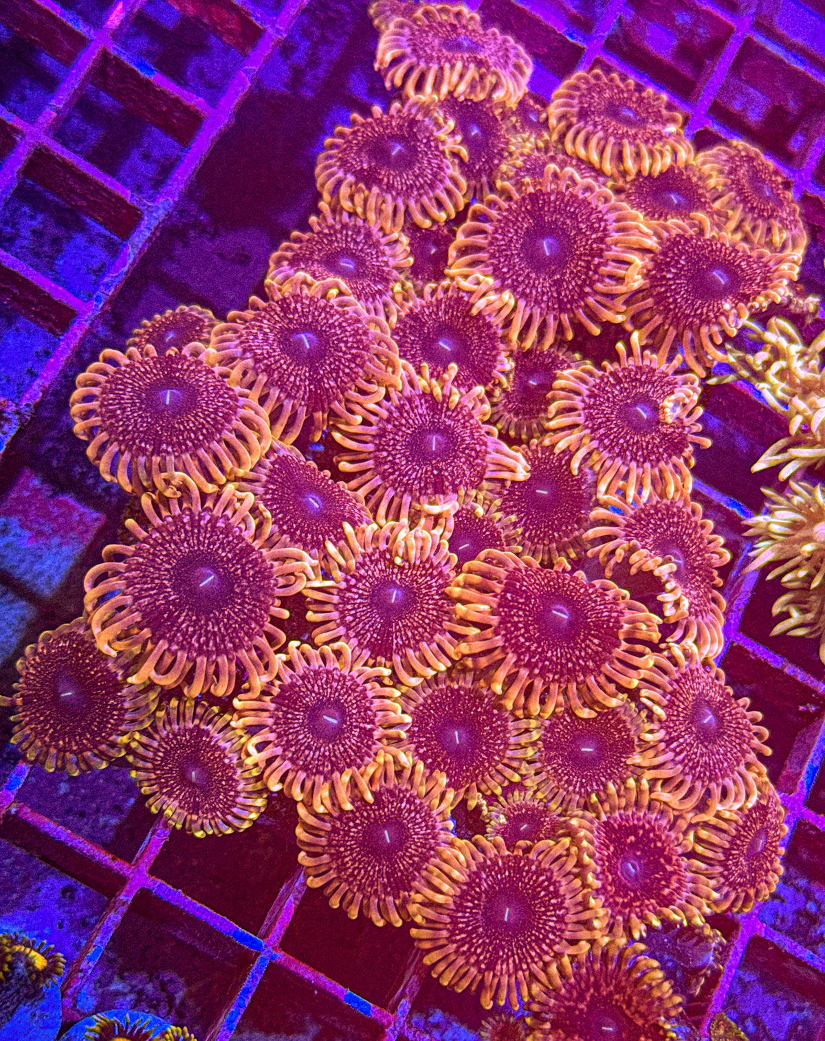 Pink Medallion Zoa (WYSIWYG)
