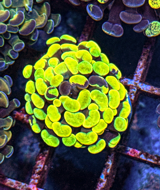True Yellow Splatter Hammer (WYSIWYG)