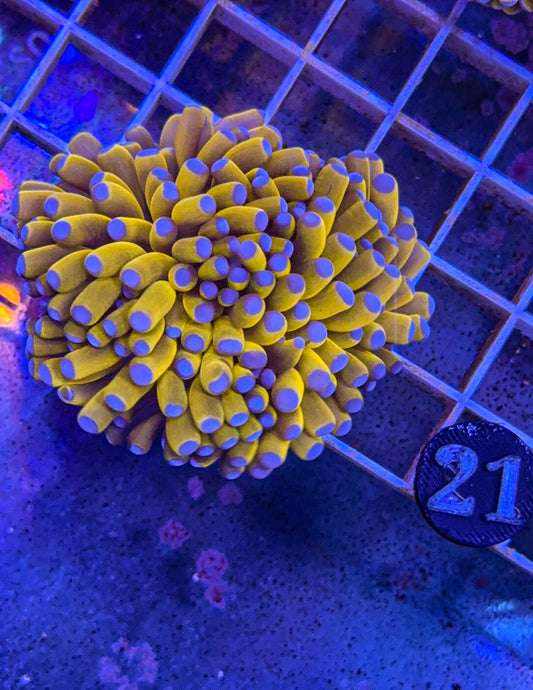 Banana Torch #21 (WYSIWYG)