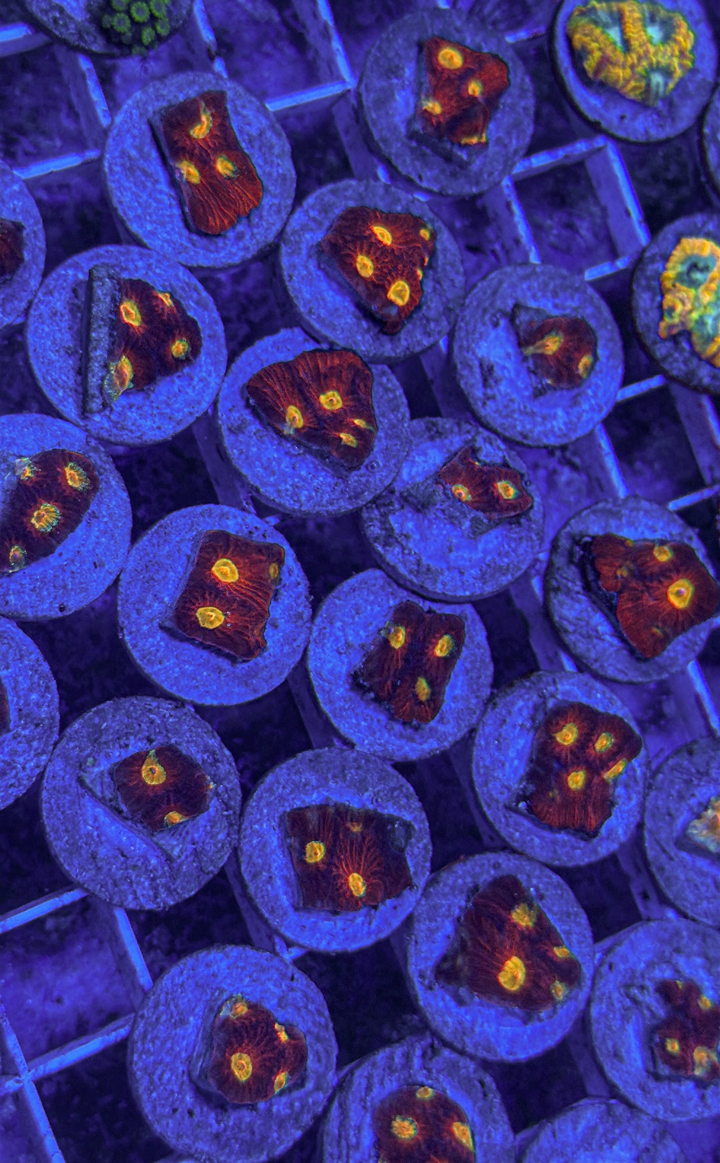 Diablo Favites Coral (WYSIWYG)