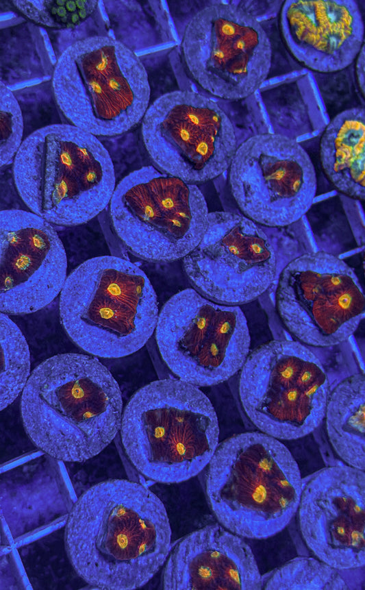 Diablo Favites Coral (WYSIWYG)