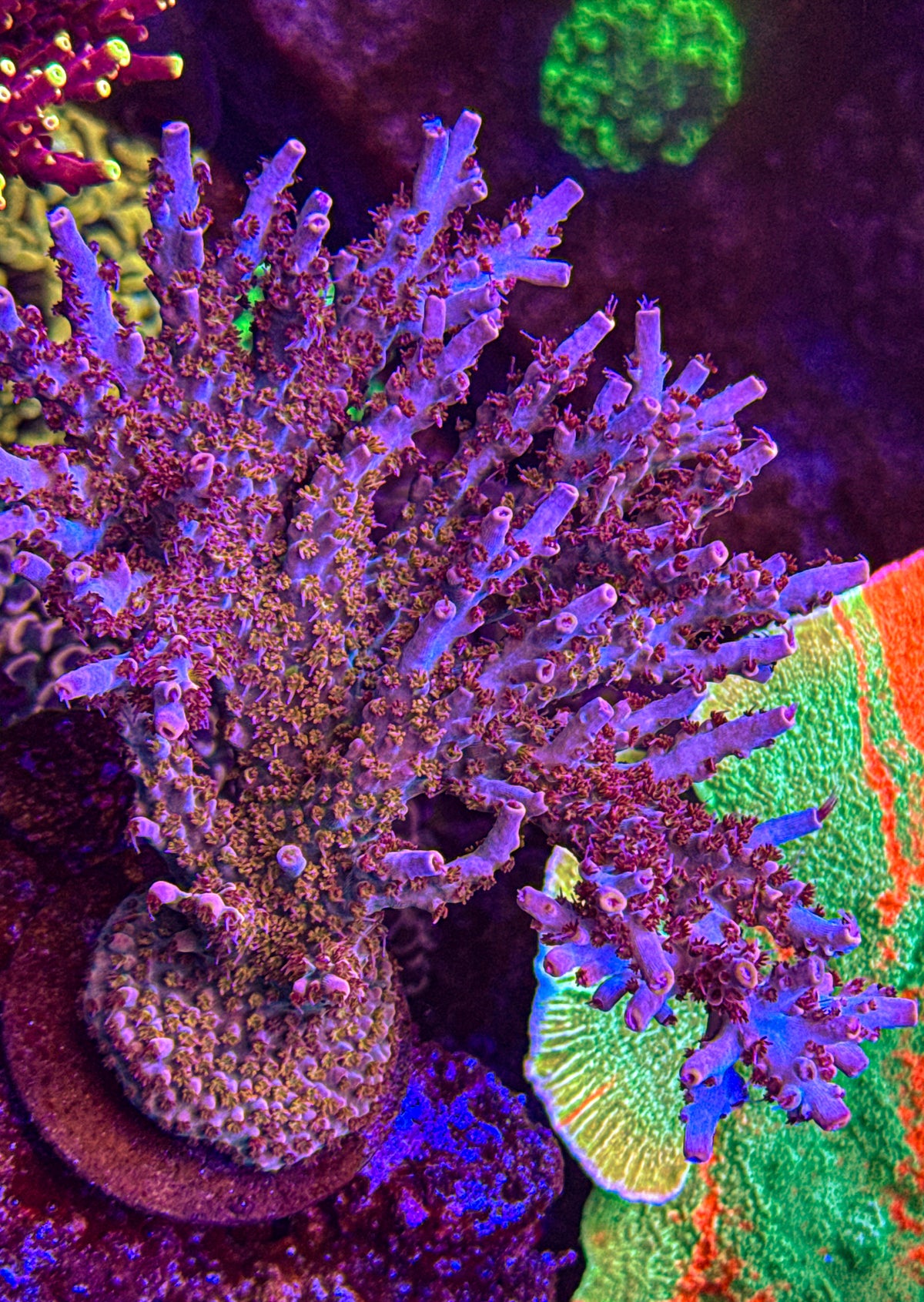 WCC Pink Panther Acro (WYSIWYG)