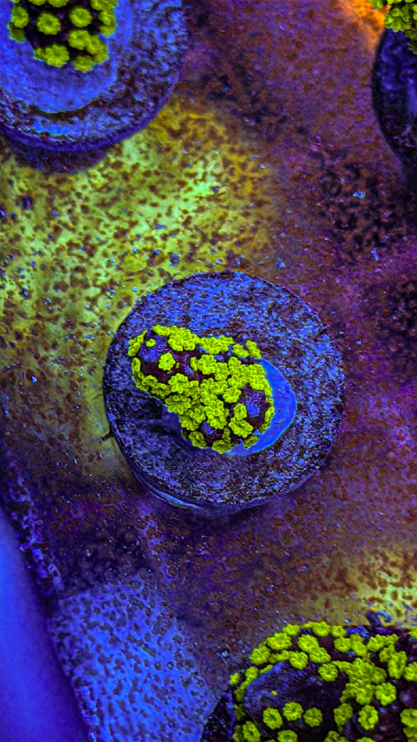 Tubbs Stellata Montipora (WYSIWYG)
