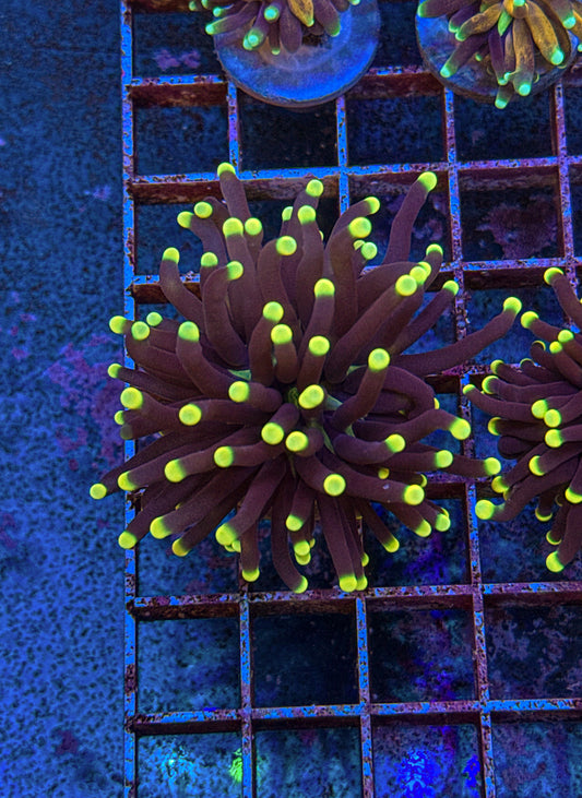 Yellow Tip Malaysian Torch (WYSIWYG)