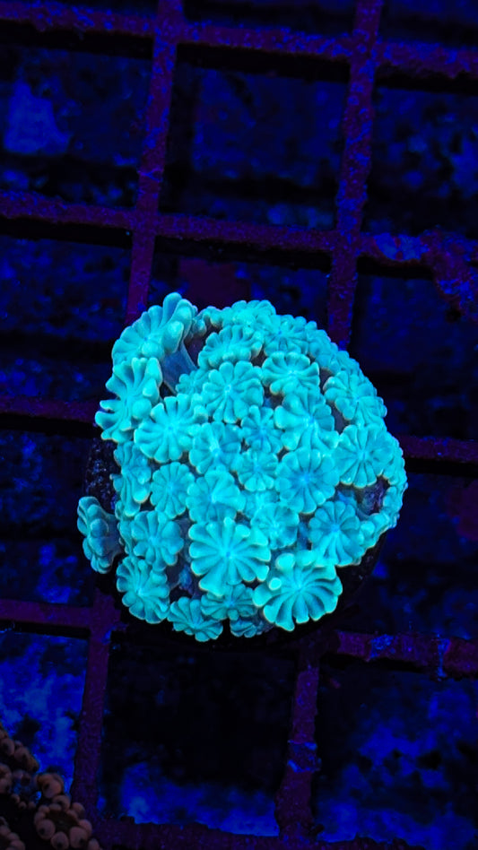 Translucent Green Alveopora
