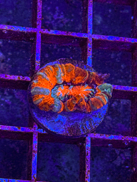 Rainbow Wilsoni (WYSIWYG)