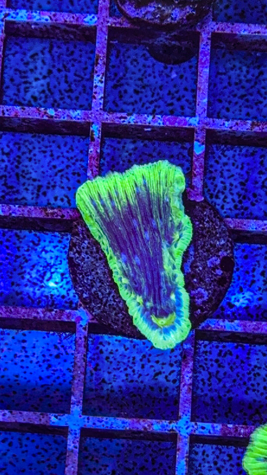 Diaseris Fungia AKA Plate coral  (WYSIWYG)