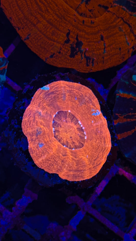 Small Orange Scoly (WYSIWYG)