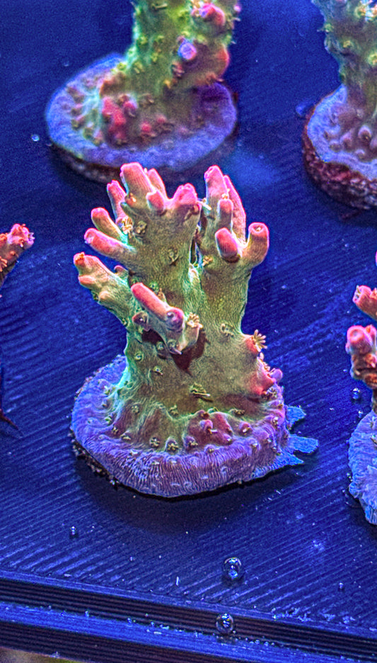 Vivids Confetti Acro (WYSIWYG)