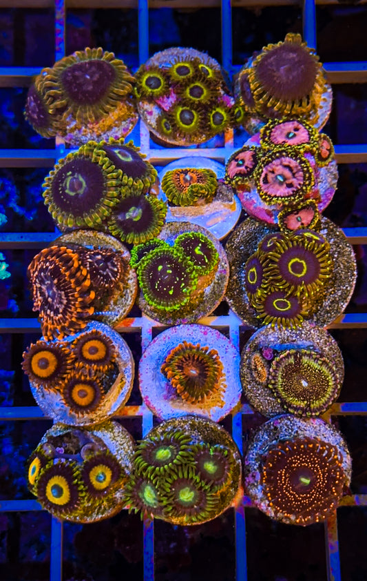 Mega Zoa Pack (WYSIWYG)