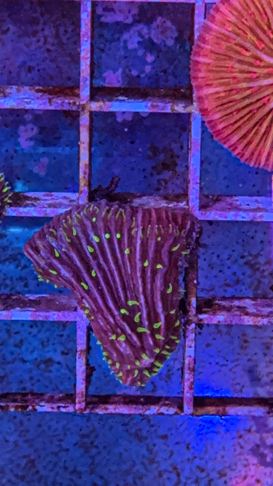 Diaseris Plate Coral Fungia (WYSIWYG)