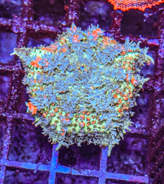 WCC Megatron Bounce Mushroom (WYSIWYG)