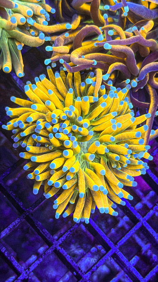 Banana Grail Torch (WYSIWYG)