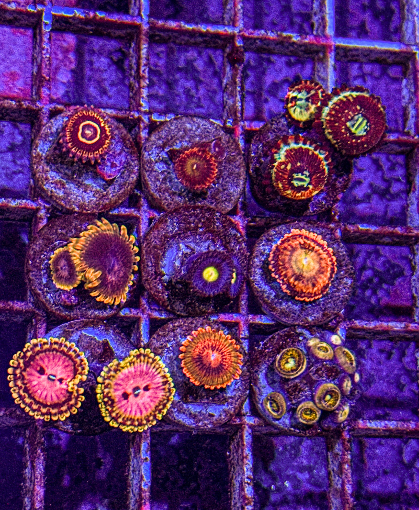 High End Zoa Pack (WYSIWYG)