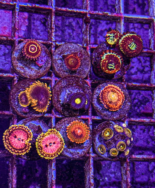 High End Zoa Pack (WYSIWYG)