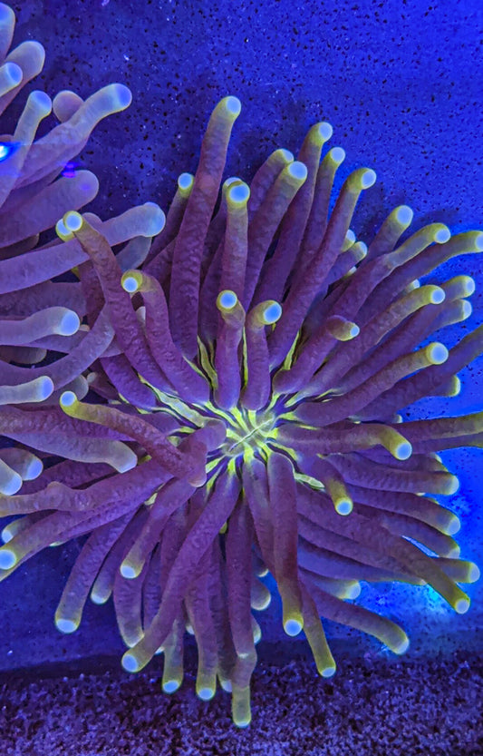 Heliofungia (WYSIWYG)