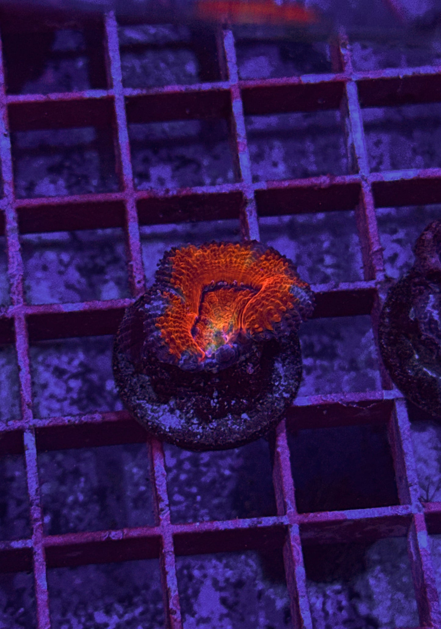 Rainbow Acan (WYSIWYG)