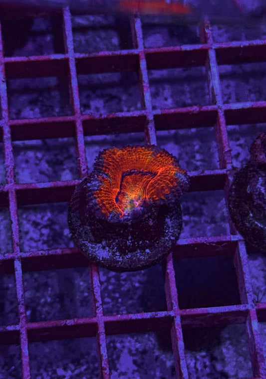 Rainbow Acan (WYSIWYG)