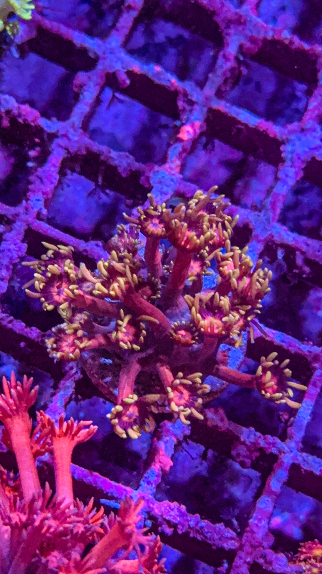 WCC Inferno Goni (WYSIWYG)