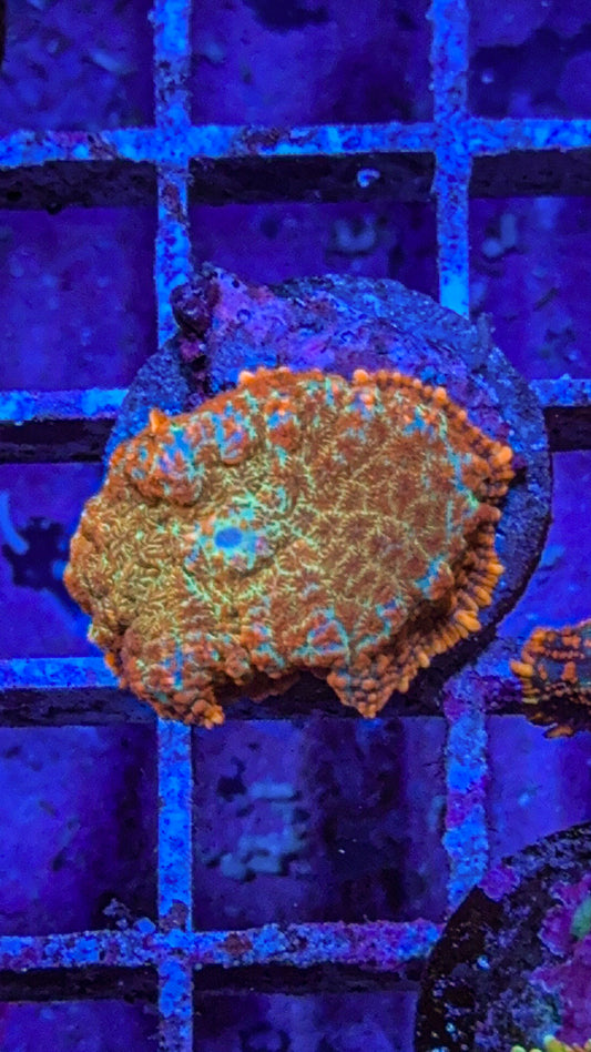 Orange Rhodactis Mushroom (WYSIWYG)